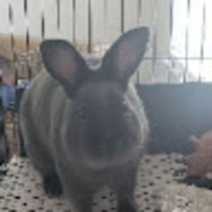 Meet your Posher, Dakota